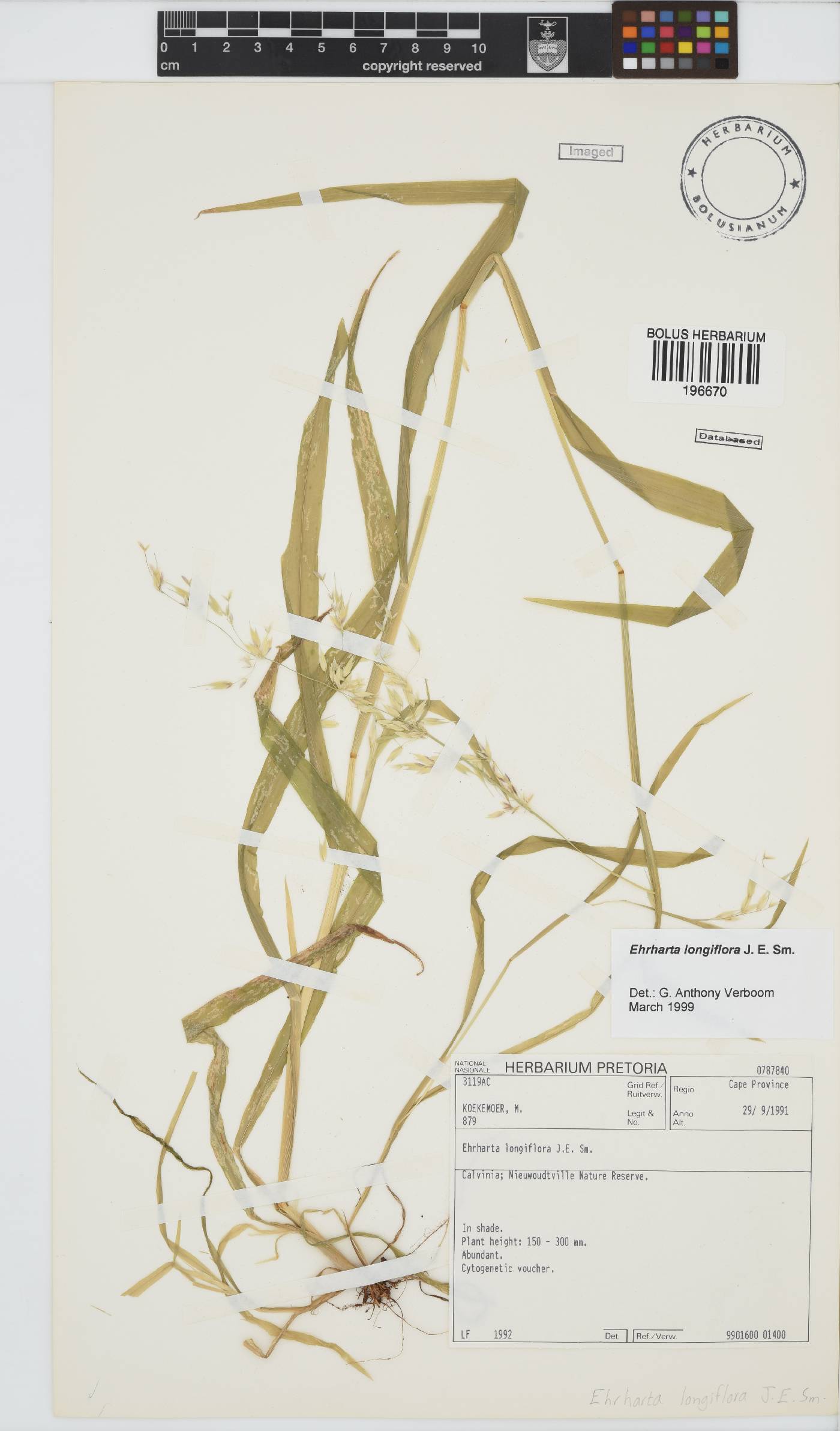 Ehrharta longiflora image