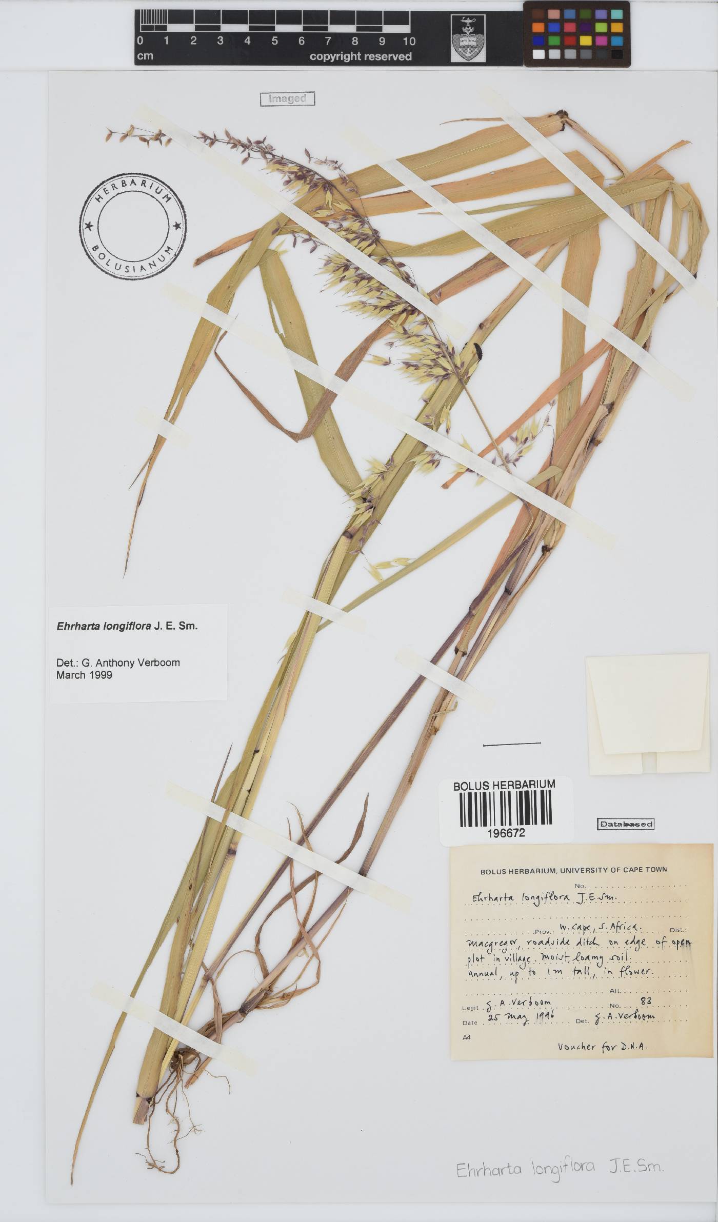 Ehrharta longiflora image