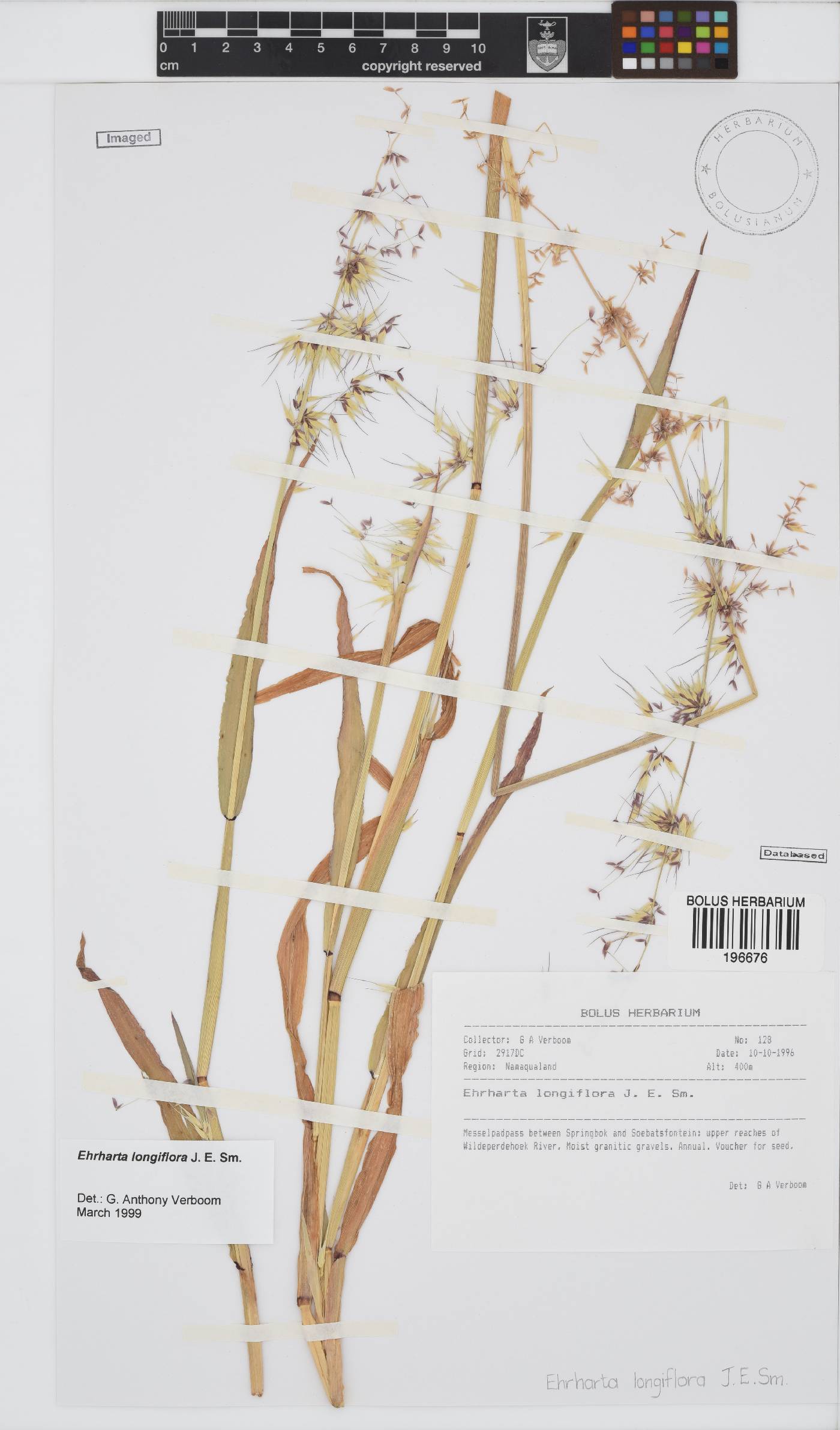 Ehrharta longiflora image