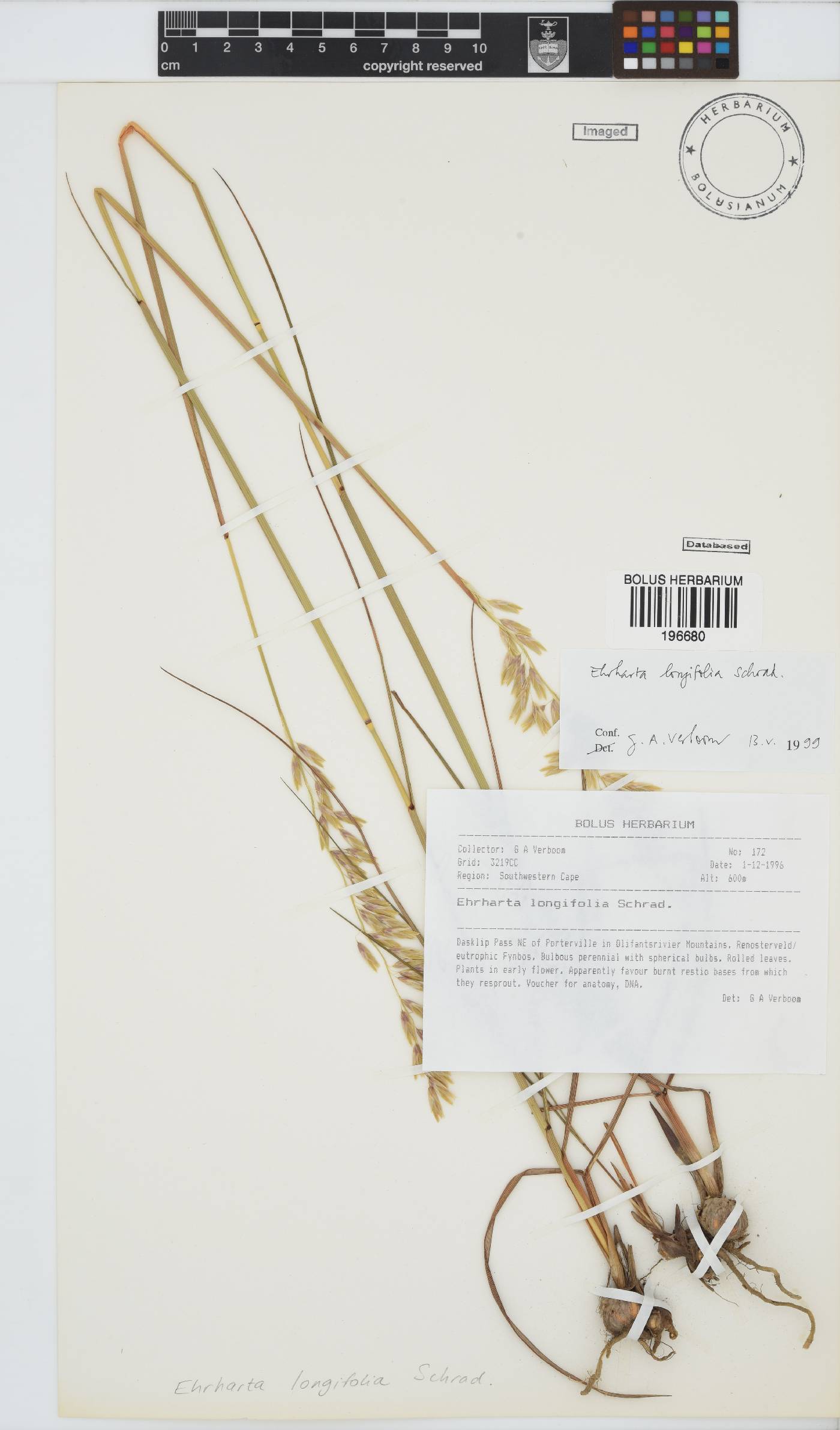 Ehrharta longifolia image