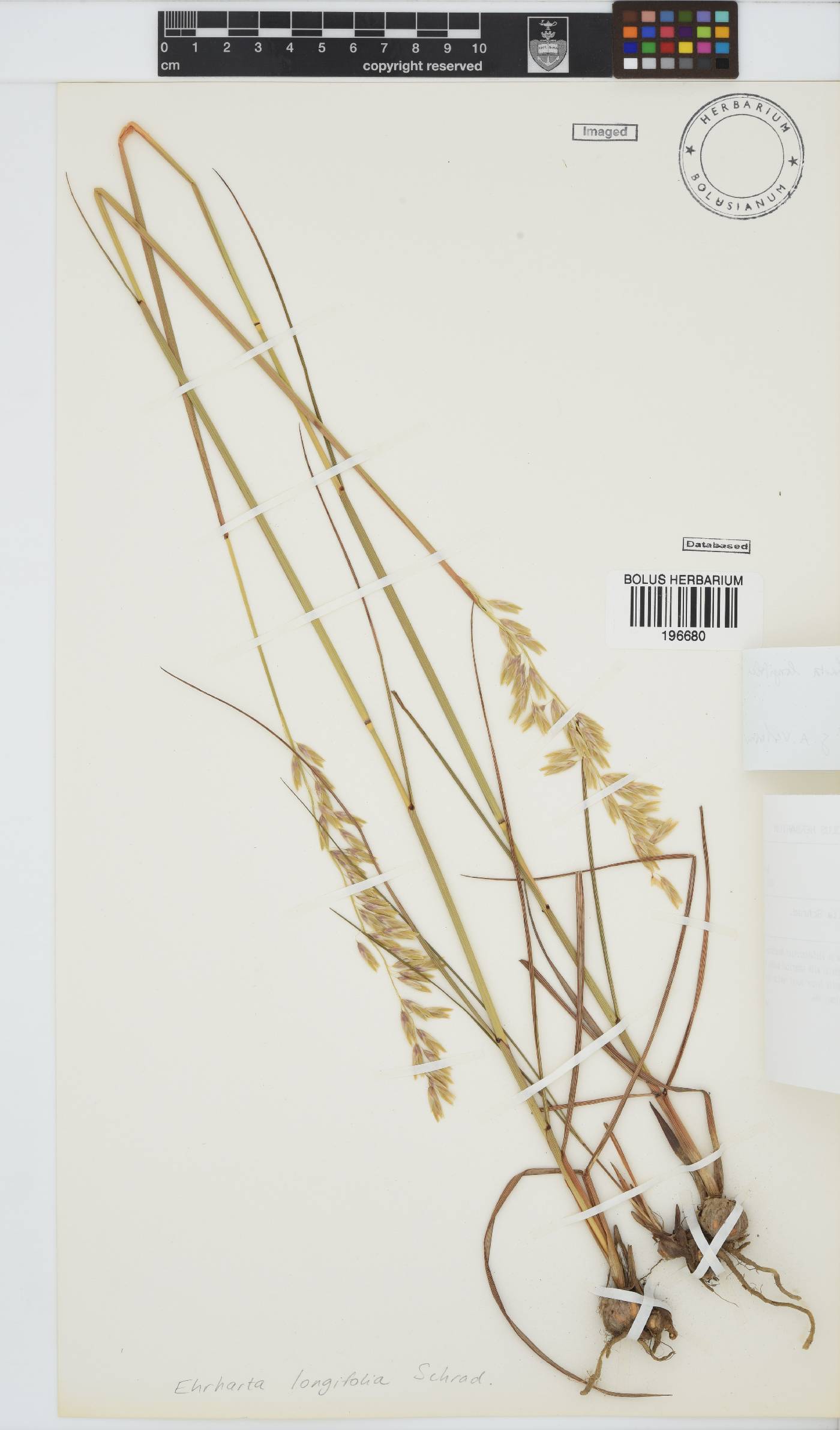 Ehrharta longifolia image