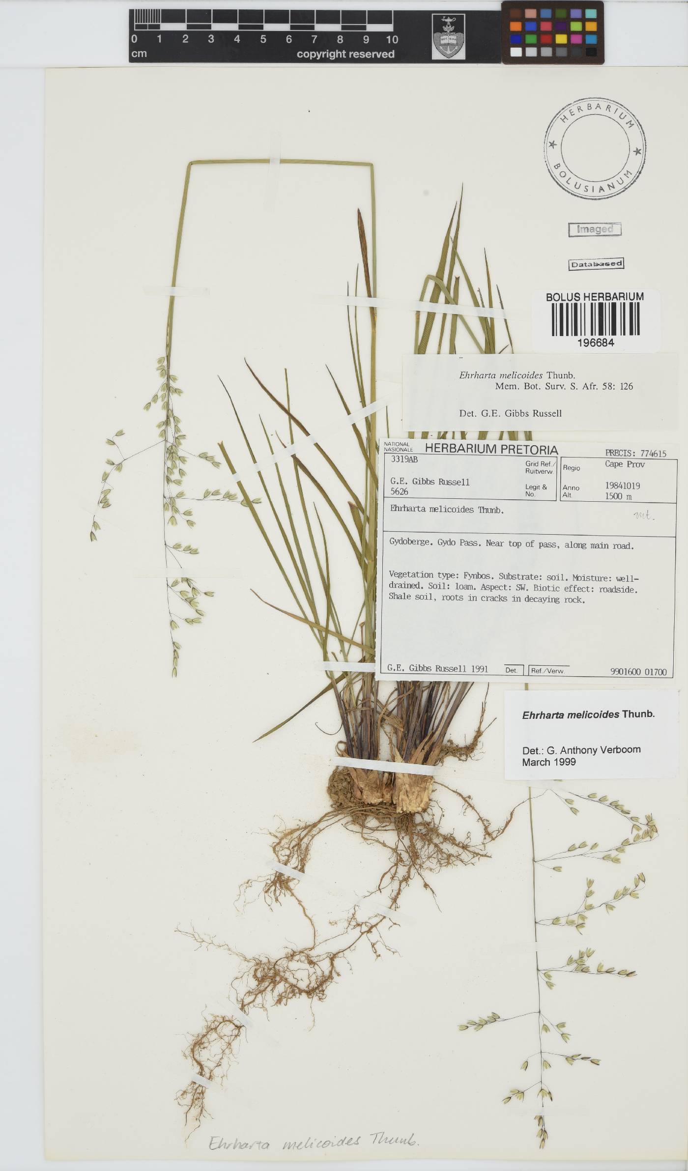 Ehrharta melicoides image