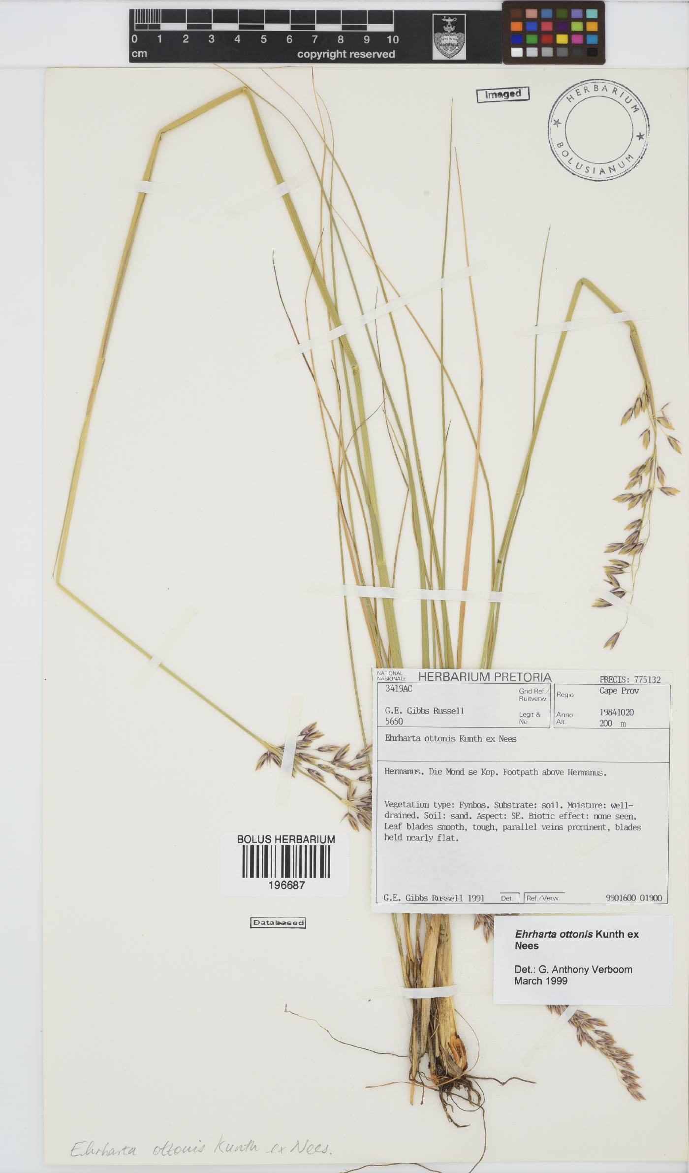 Ehrharta ottonis image