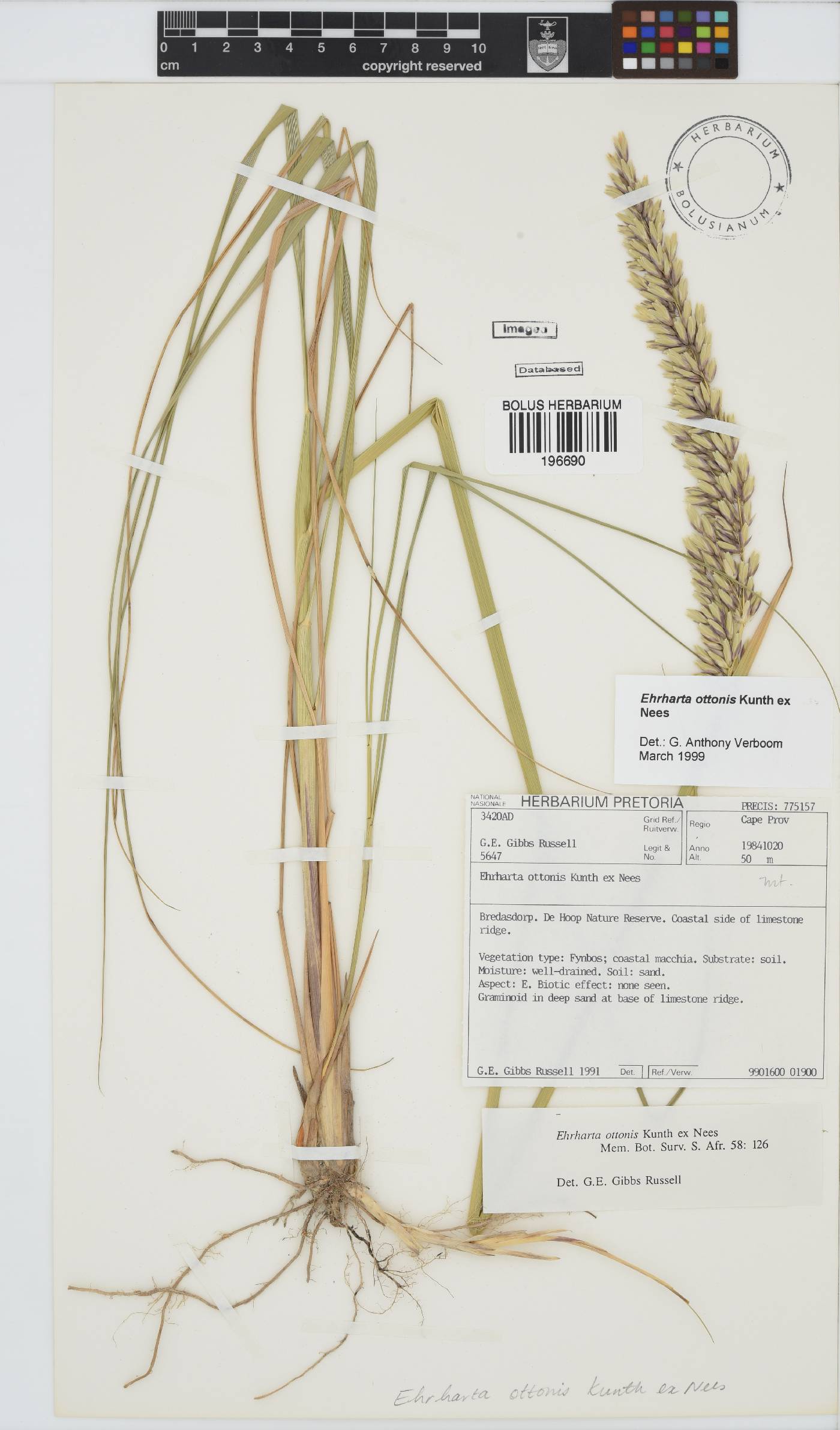 Ehrharta ottonis image