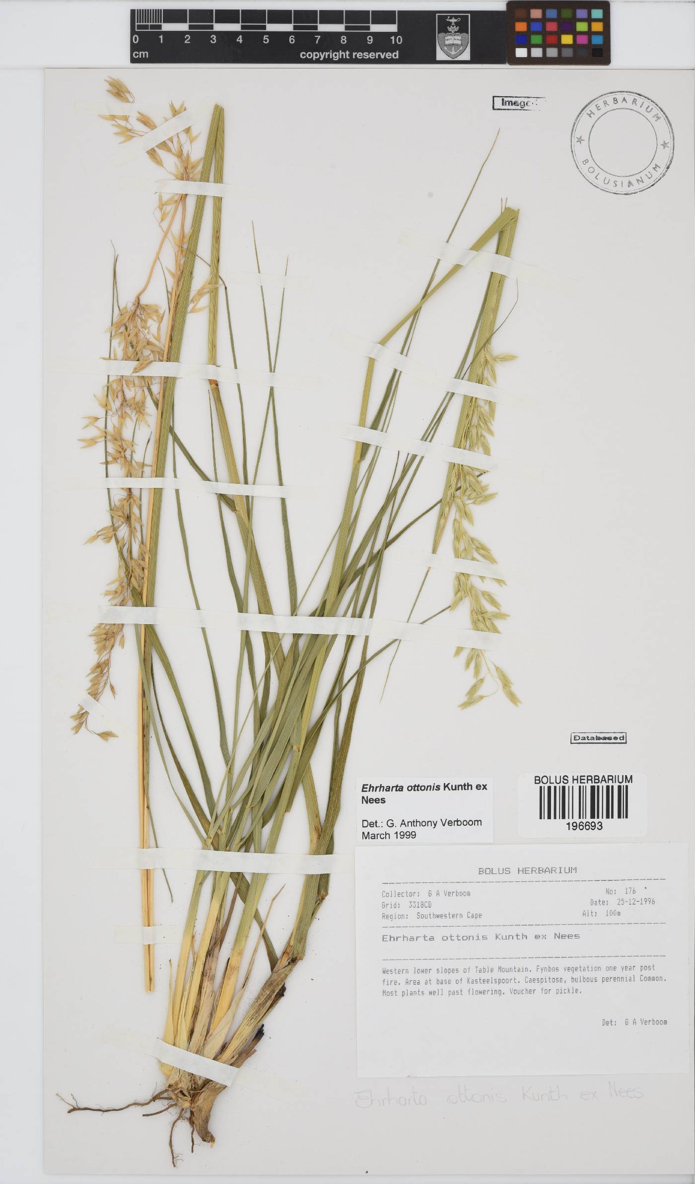 Ehrharta ottonis image