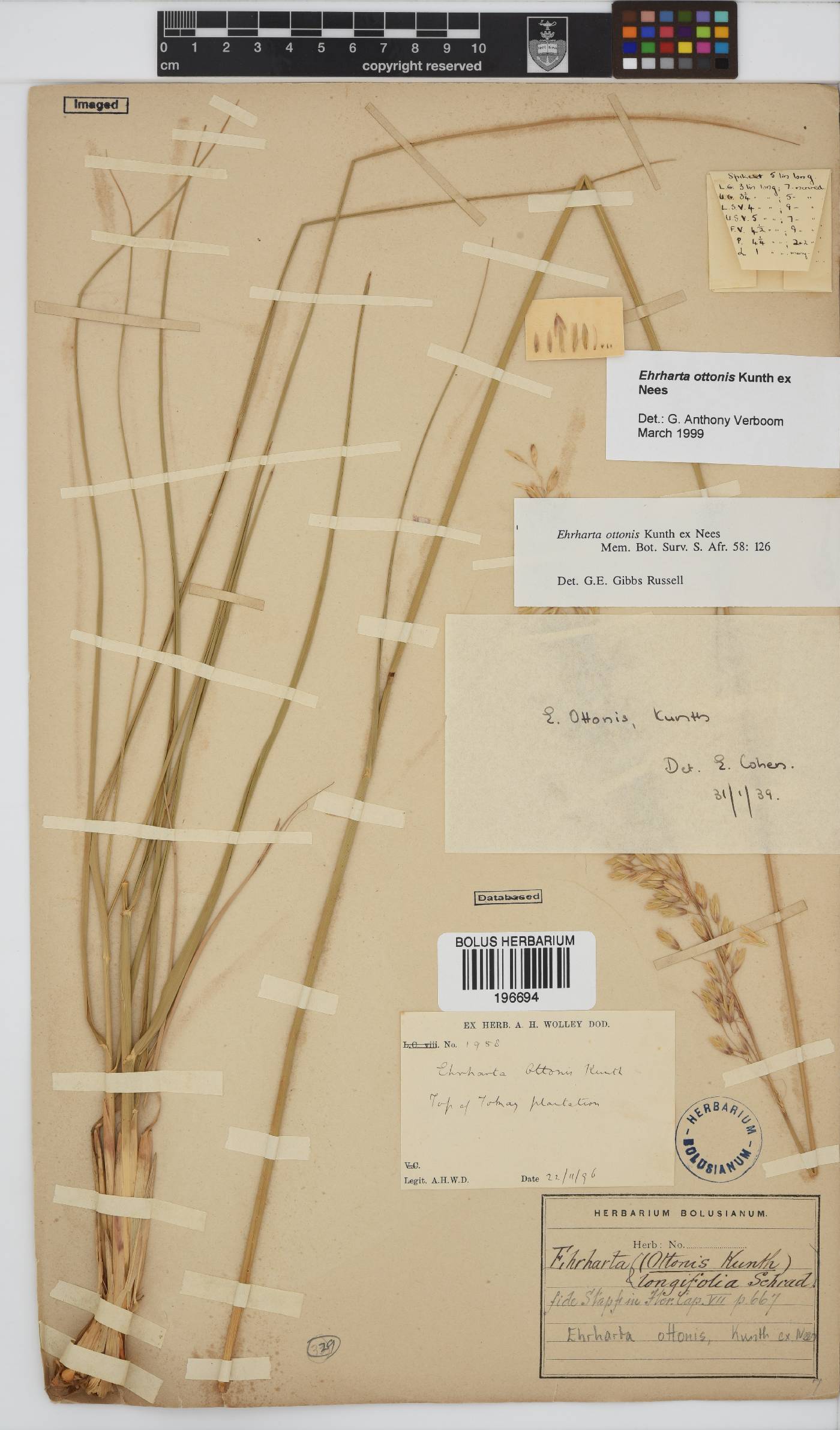 Ehrharta ottonis image