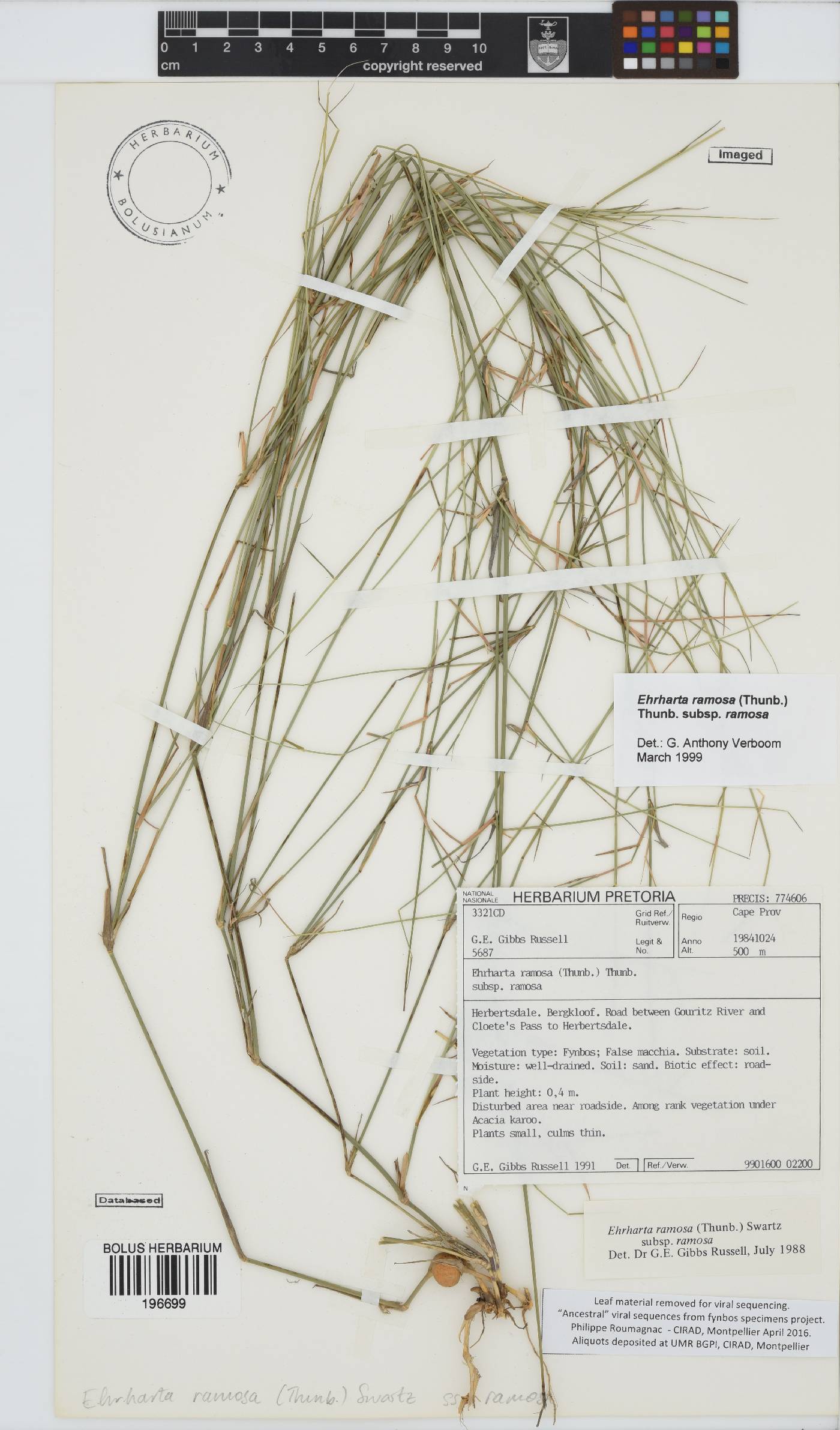 Ehrharta ramosa subsp. ramosa image