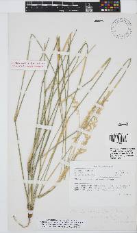 Ehrharta ramosa subsp. aphylla image