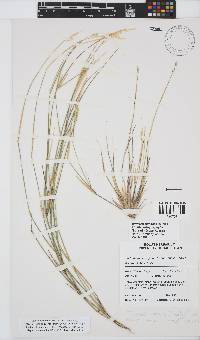 Ehrharta ramosa subsp. aphylla image