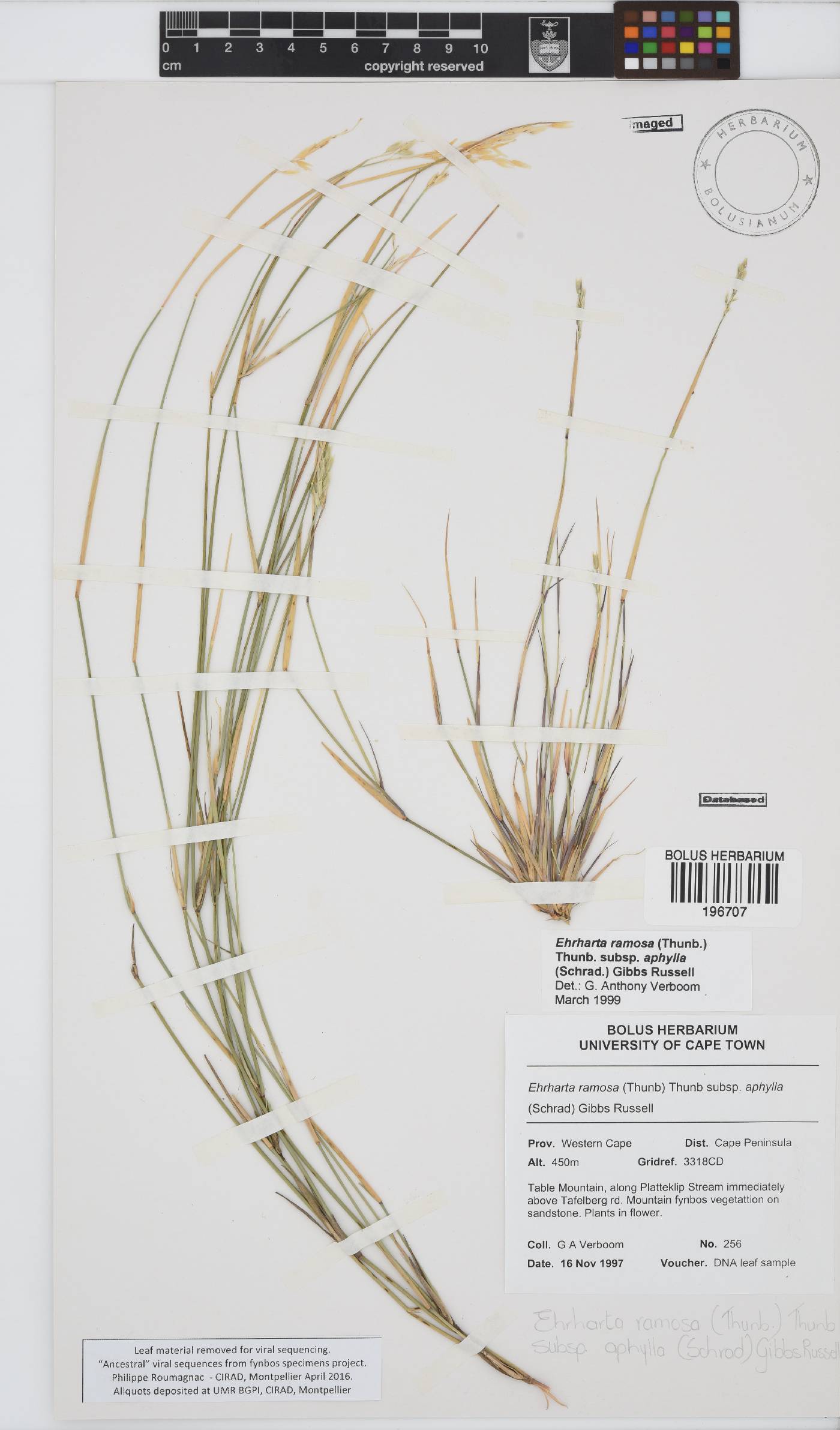 Ehrharta ramosa subsp. aphylla image