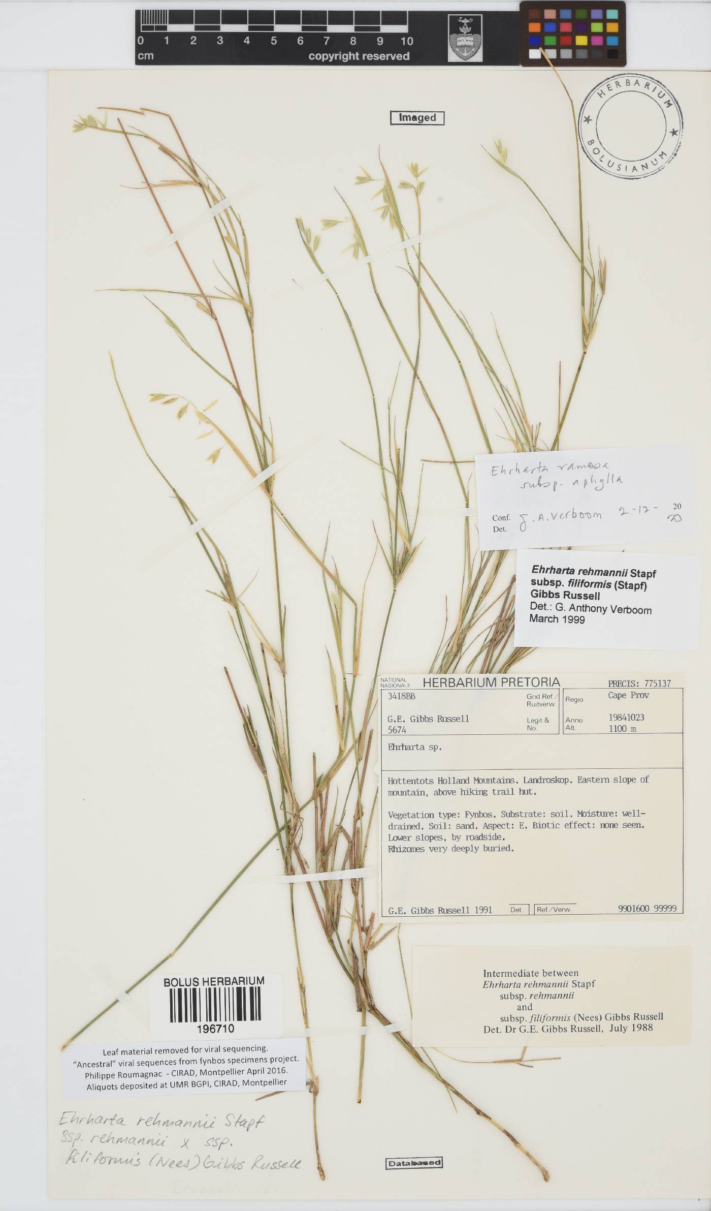Ehrharta ramosa subsp. aphylla image