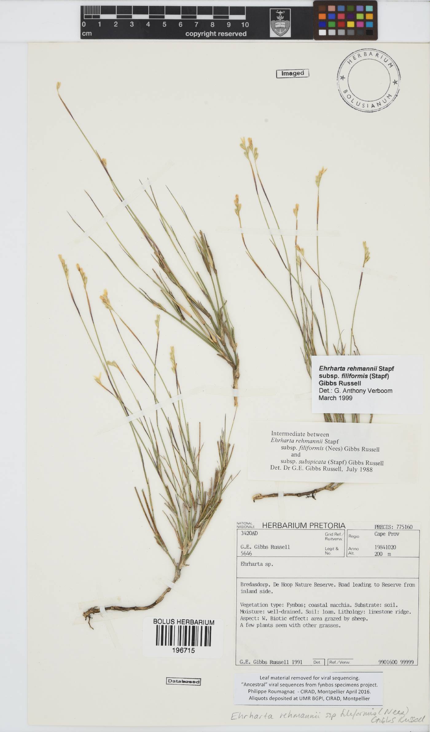 Ehrharta rehmannii subsp. filiformis image