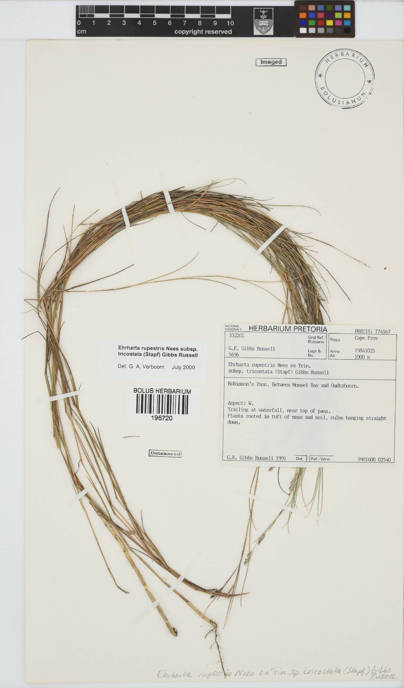 Ehrharta rupestris subsp. tricostata image