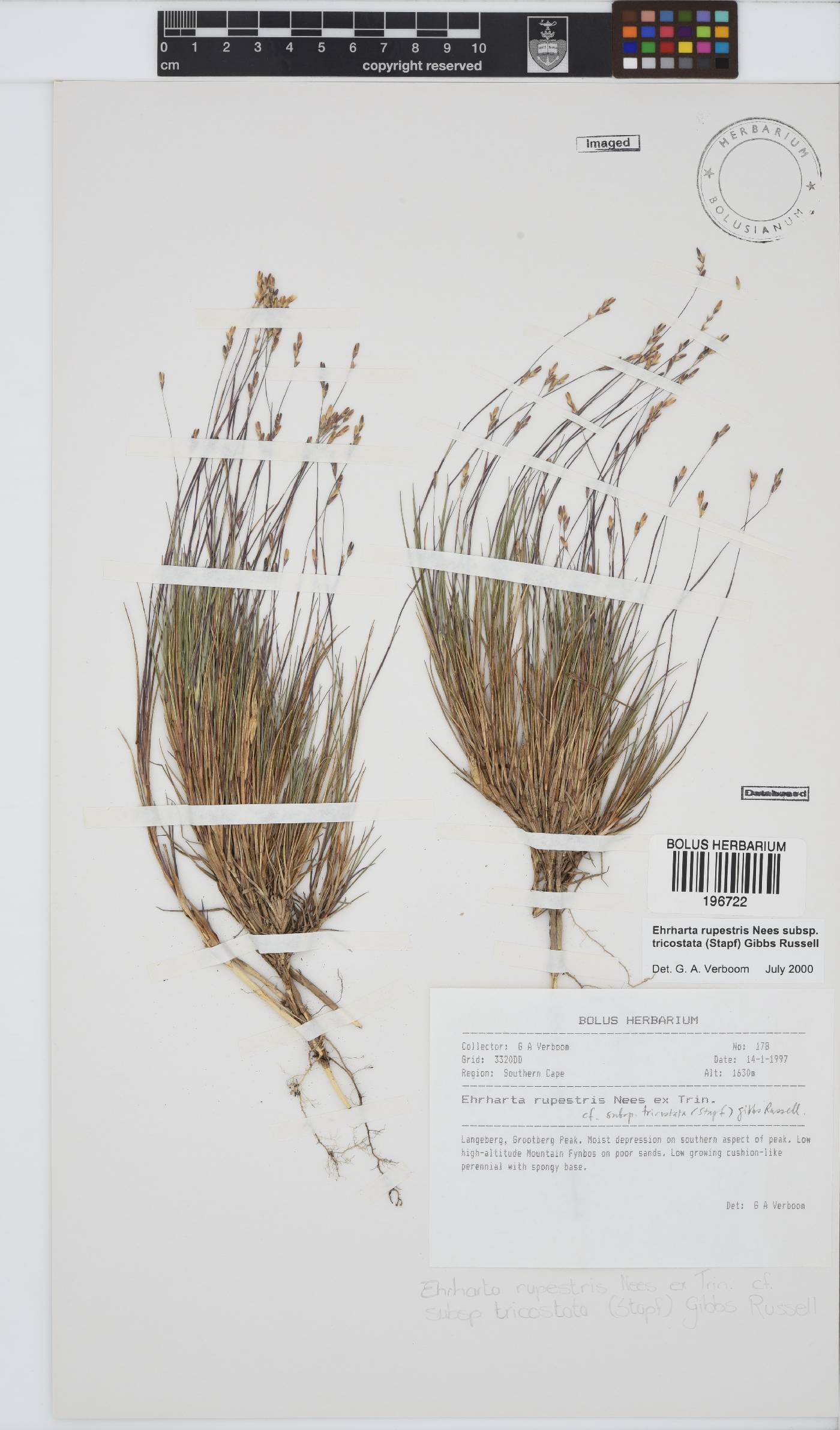 Ehrharta rupestris subsp. tricostata image