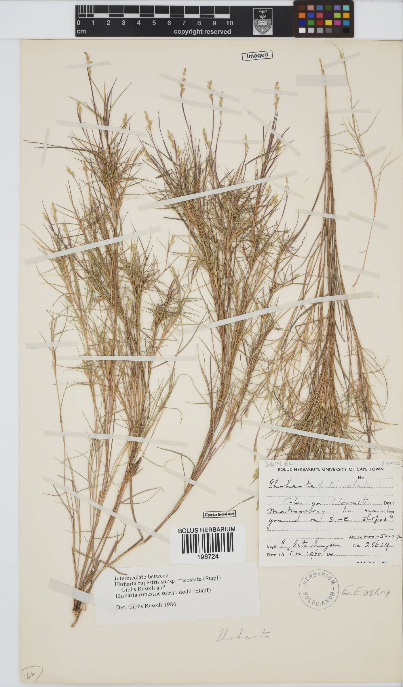 Ehrharta rupestris subsp. tricostata image