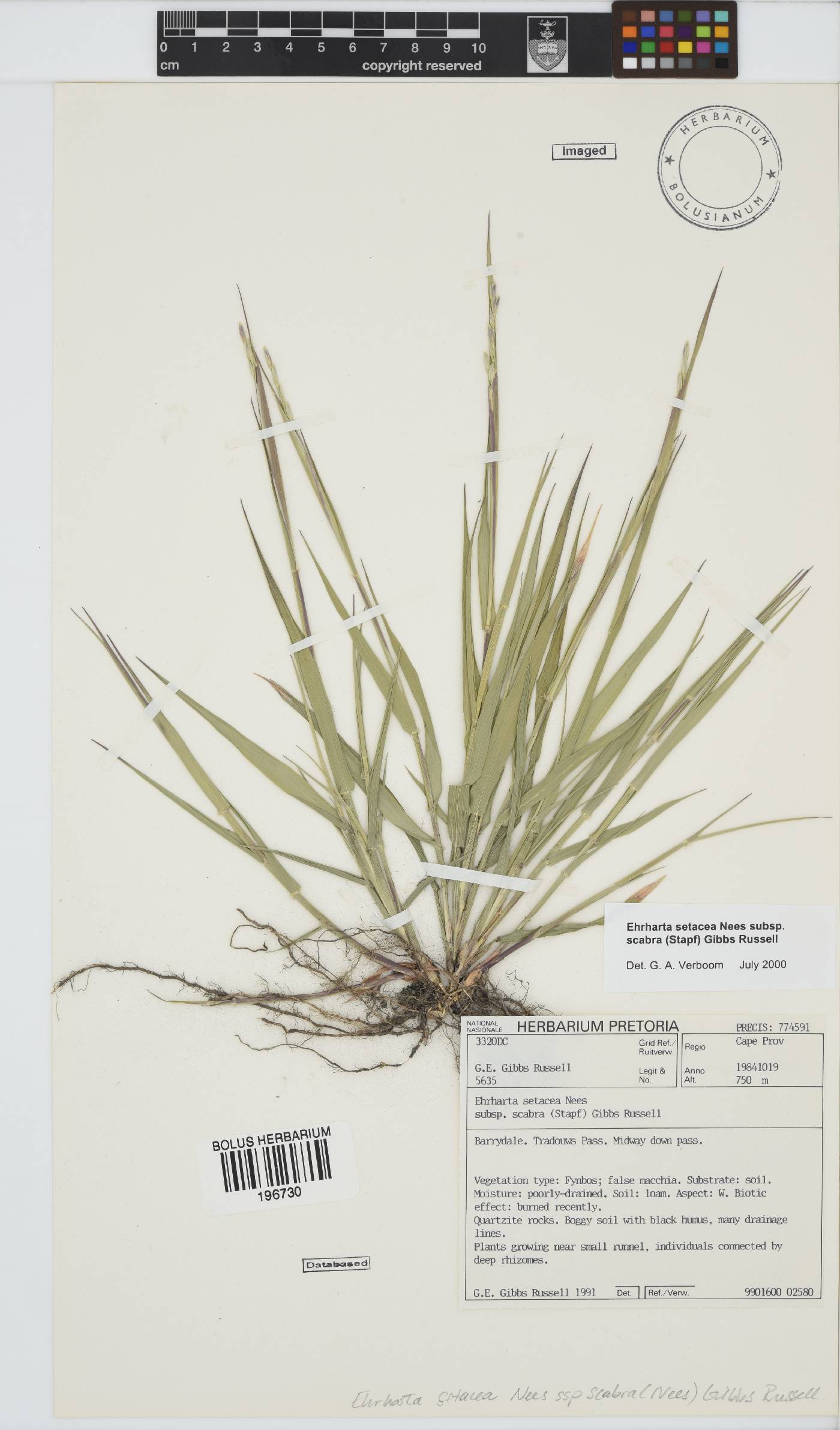 Ehrharta setacea subsp. scabra image