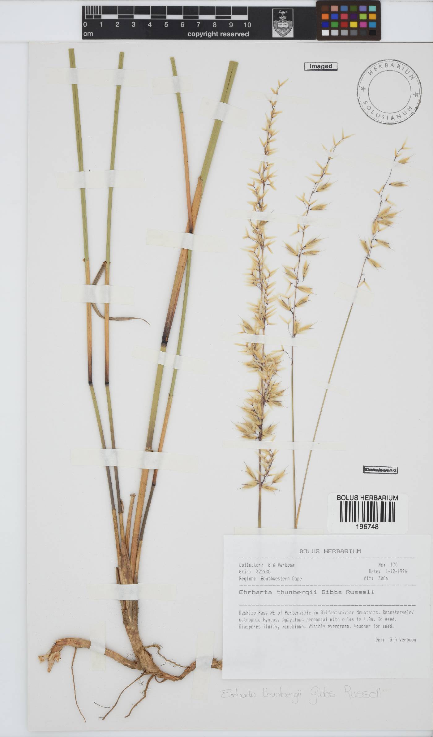 Ehrharta thunbergii image