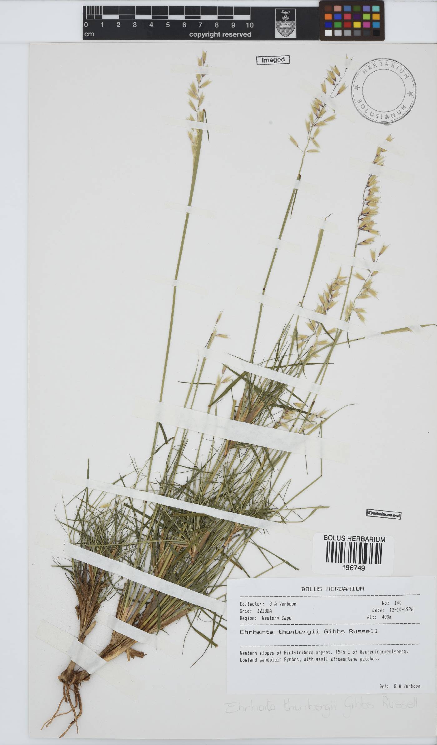 Ehrharta thunbergii image