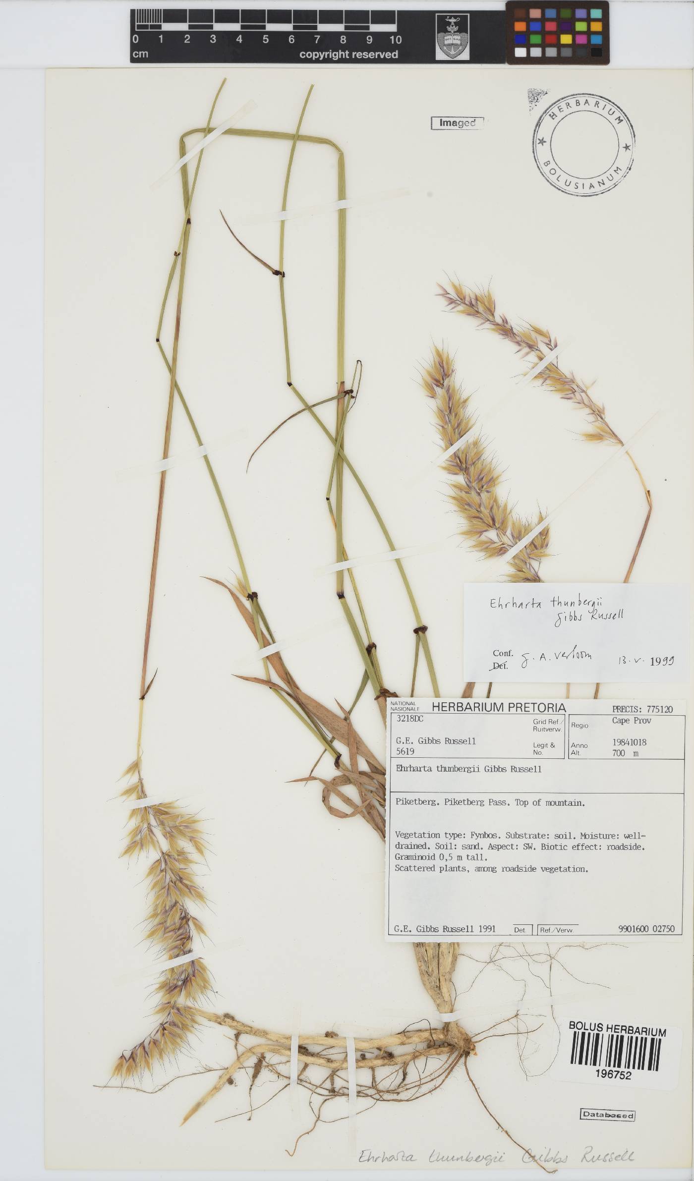 Ehrharta thunbergii image