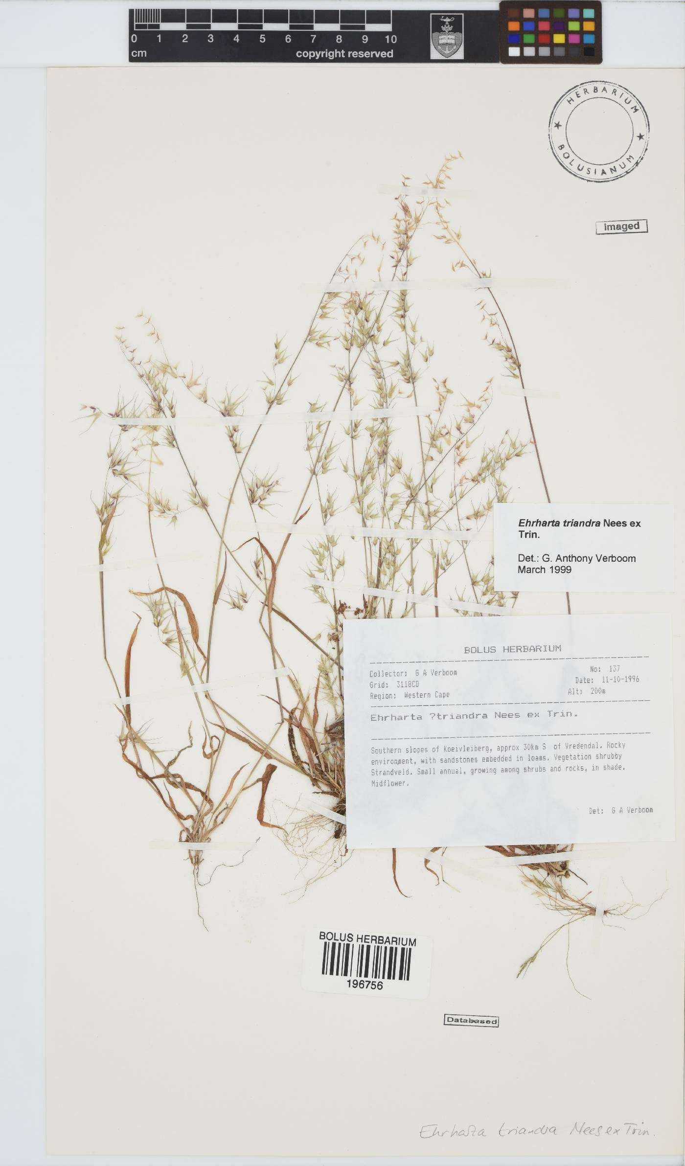 Ehrharta triandra image