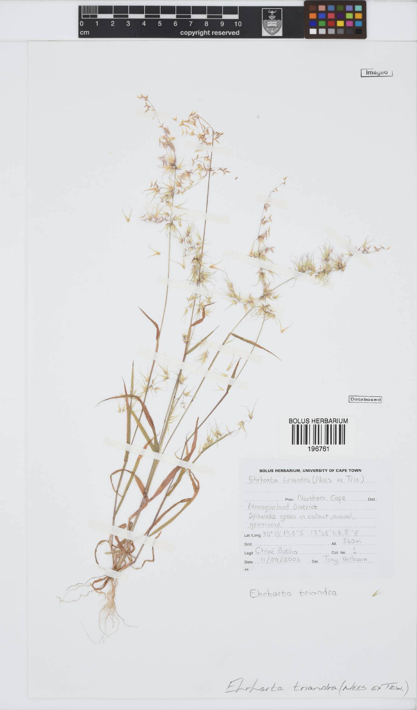 Ehrharta triandra image
