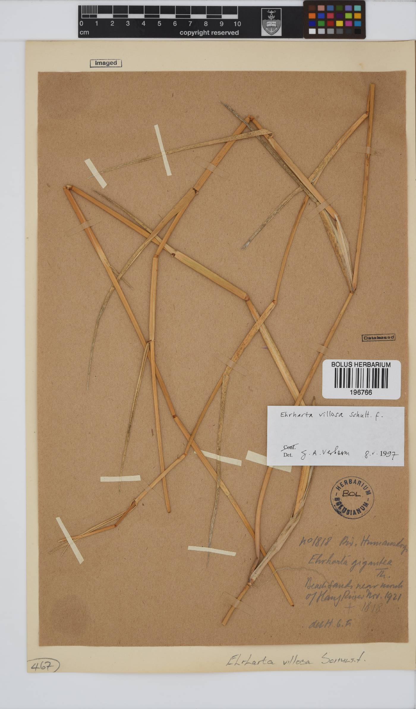 Ehrharta villosa image