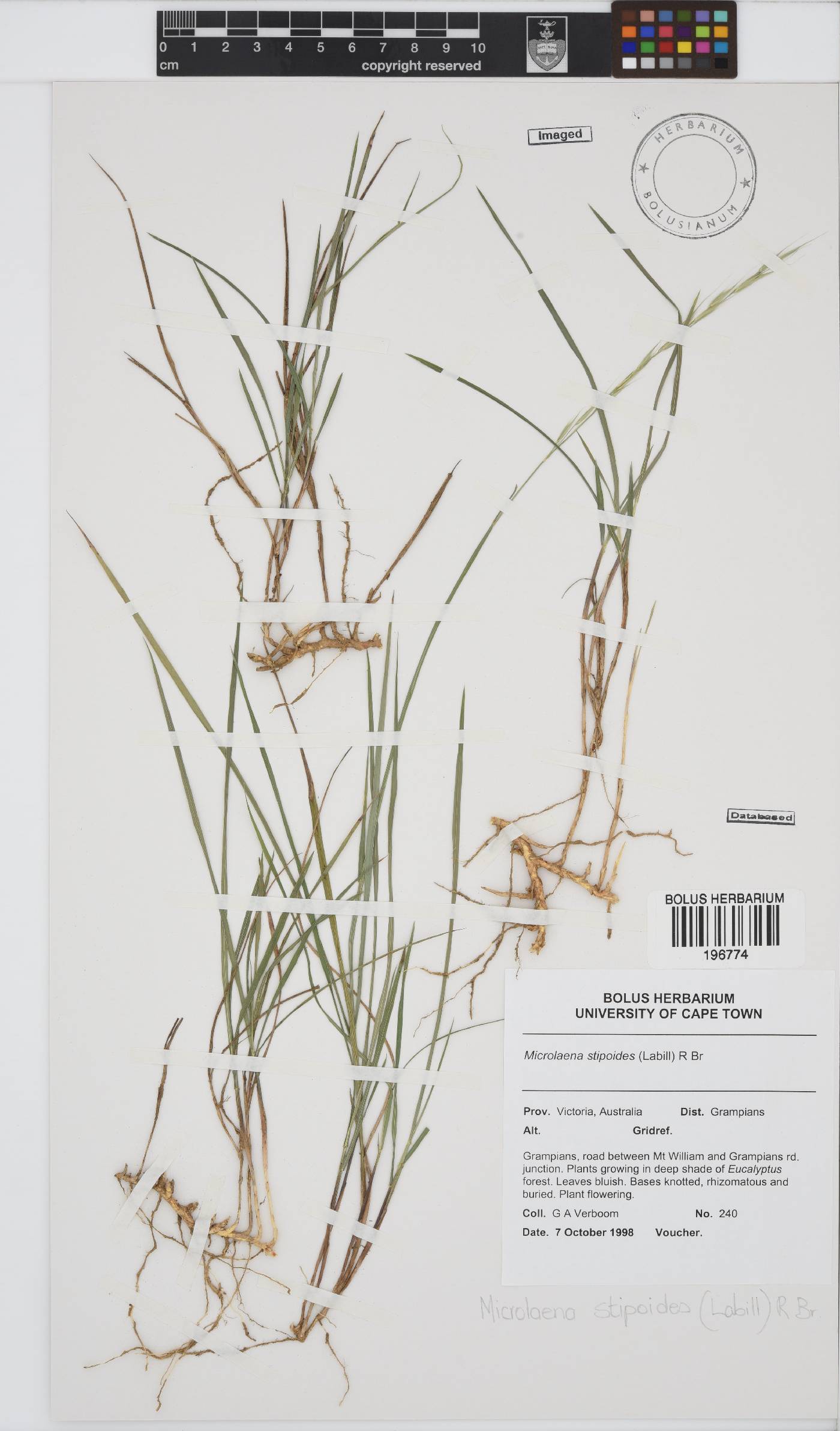 Microlaena stipoides image