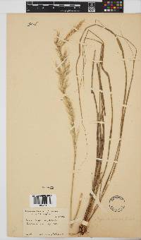 Stipa dregeana var. dregeana image