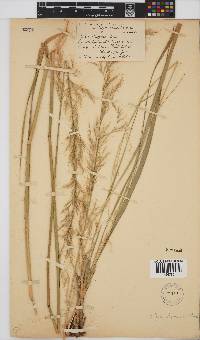 Stipa dregeana var. dregeana image