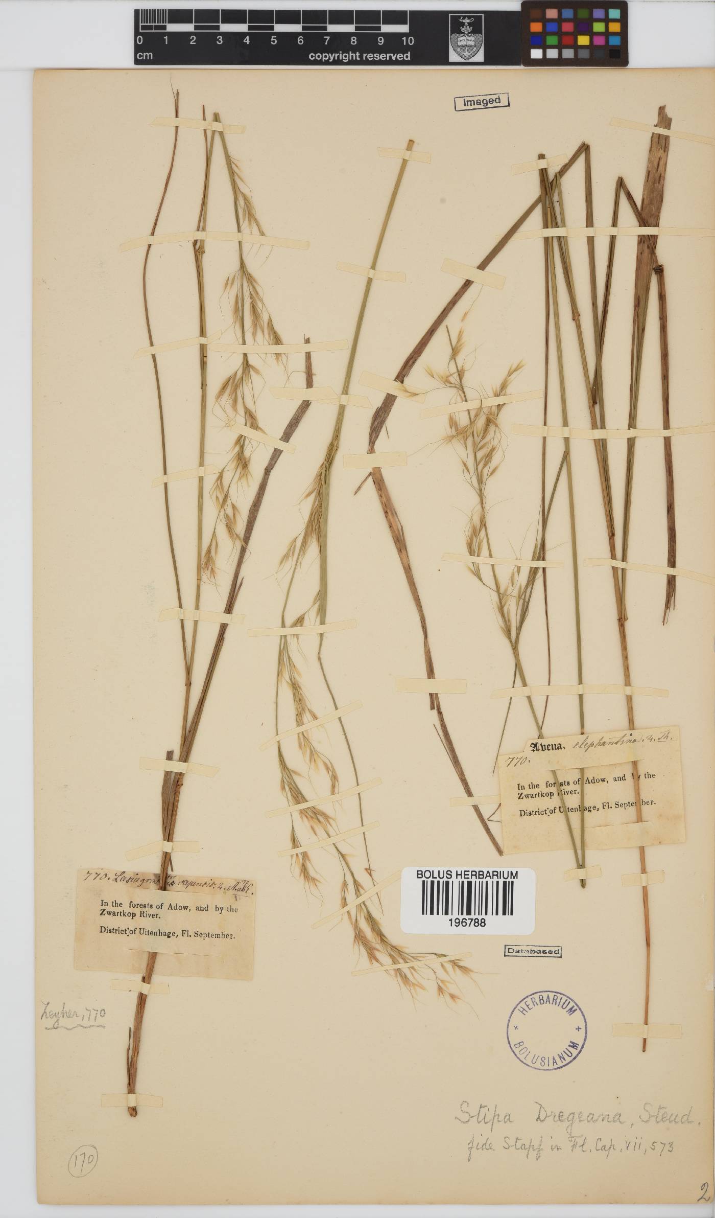 Stipa dregeana var. dregeana image