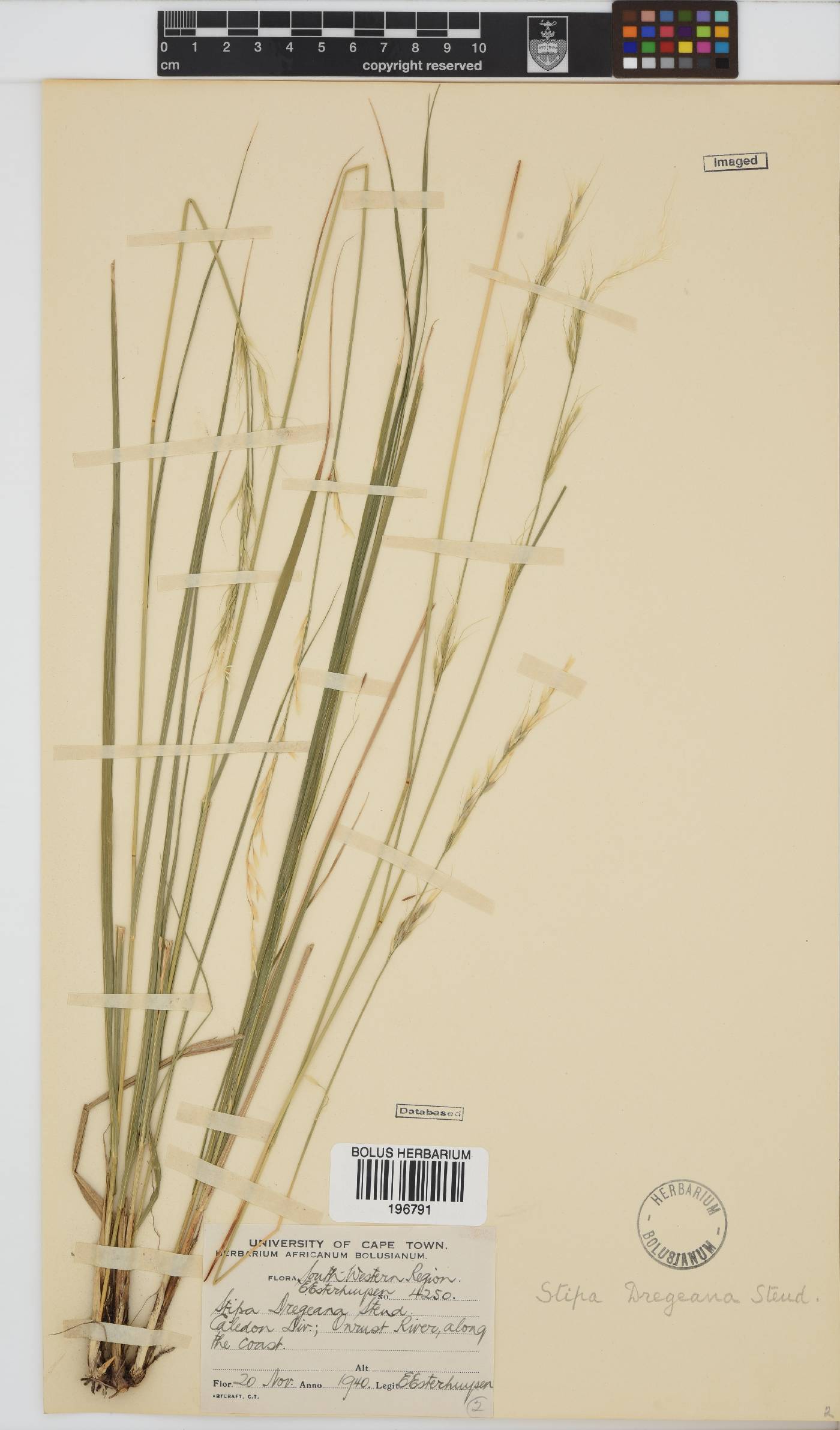 Stipa dregeana var. dregeana image