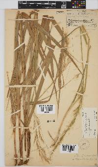 Stipa dregeana var. dregeana image