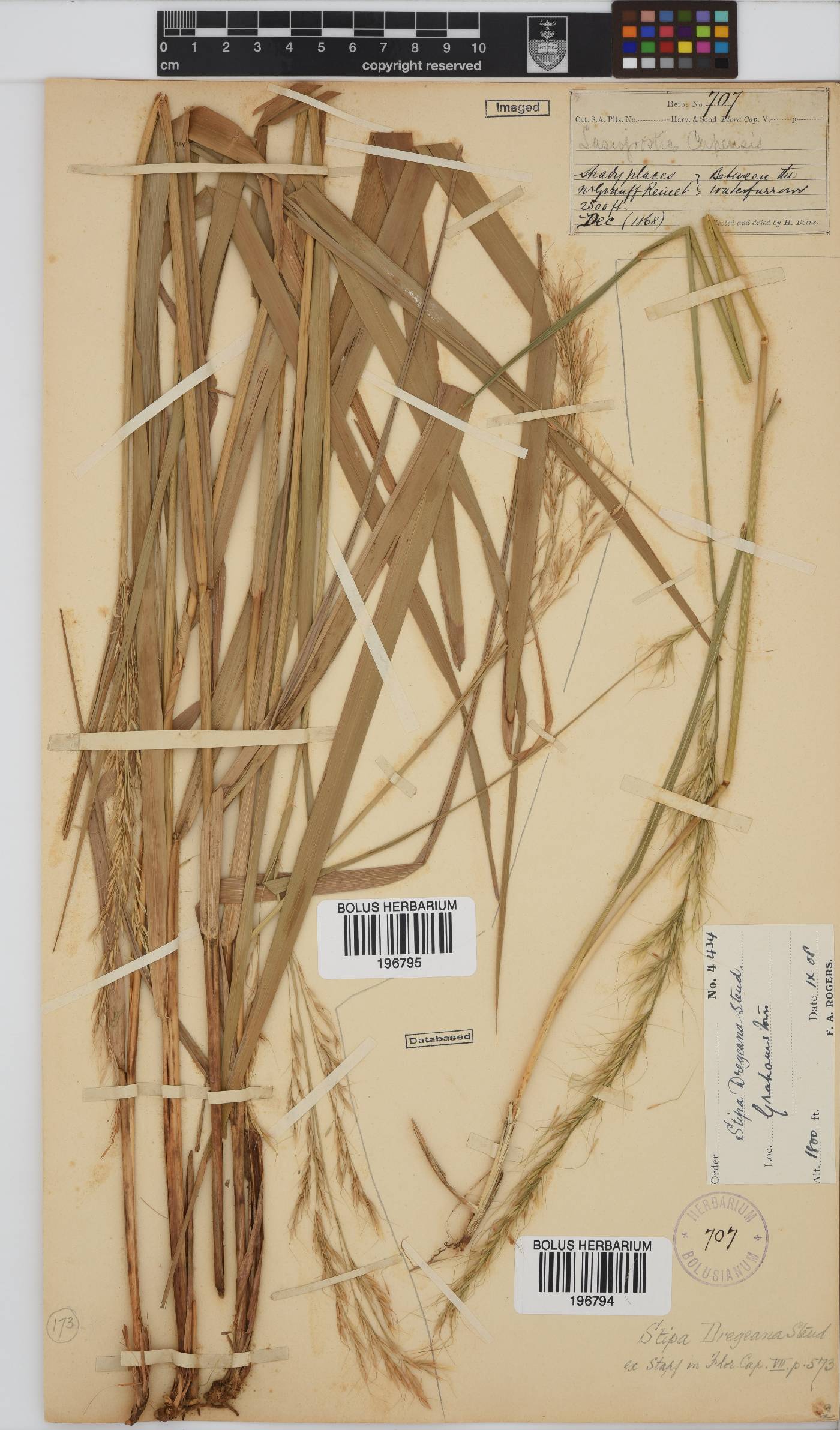 Stipa dregeana image