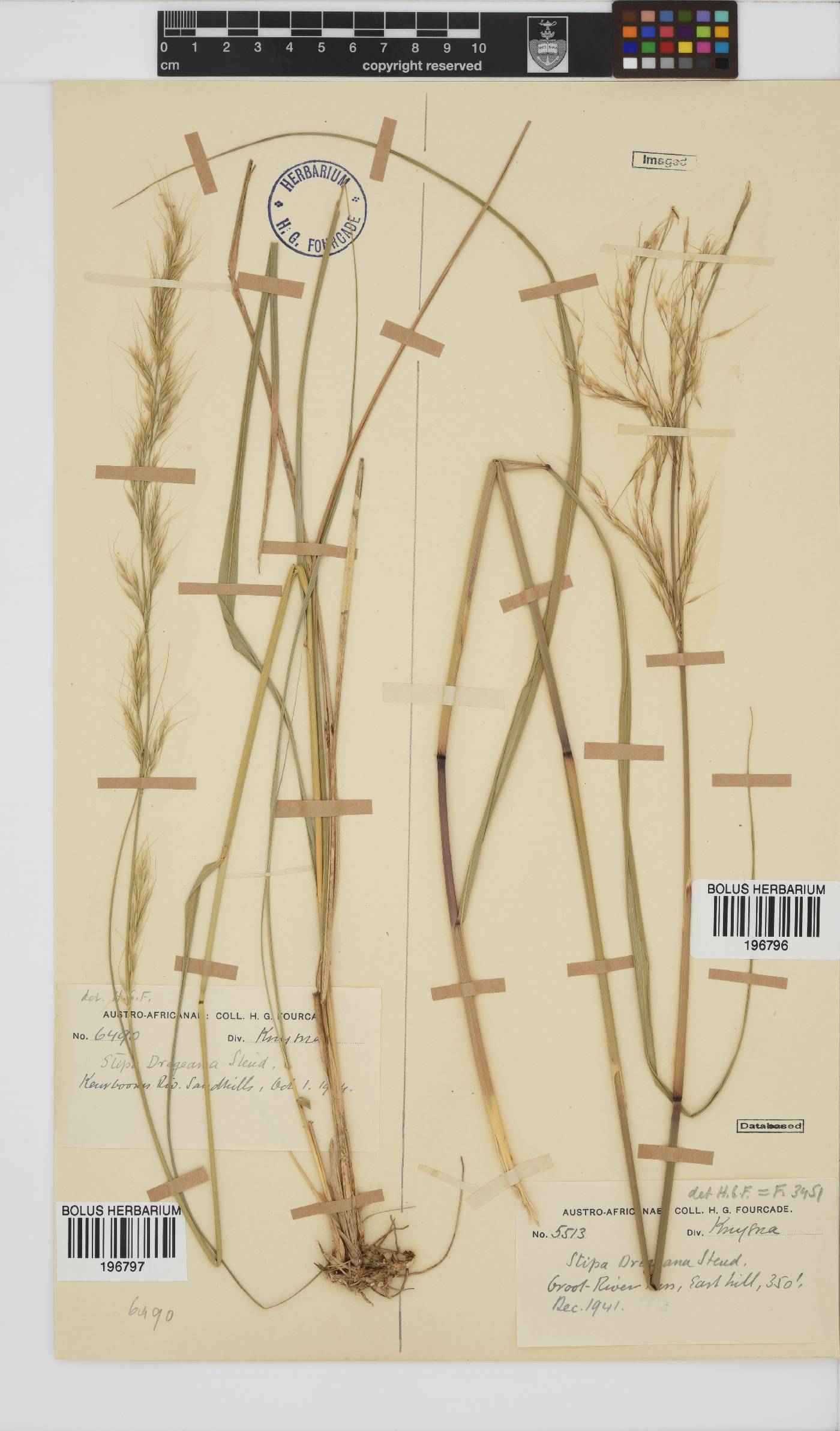 Stipa image