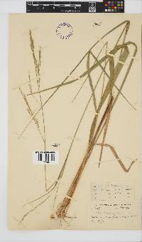 Stipa dregeana var. dregeana image