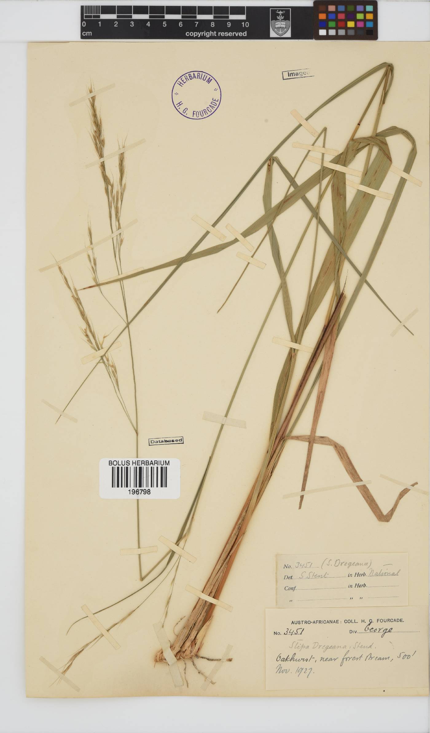 Stipa image