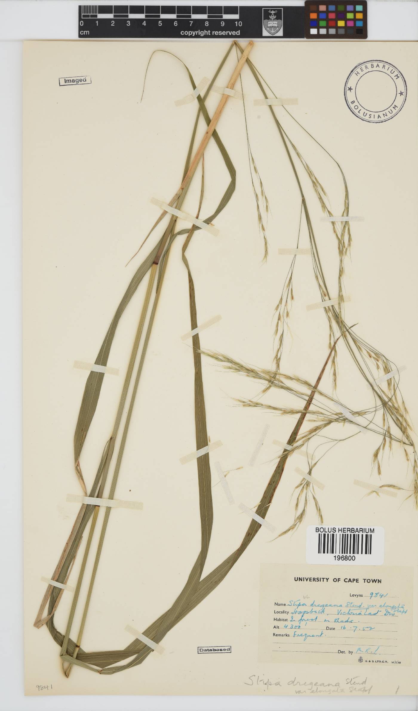 Stipa image