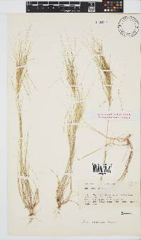 Stipa capensis image