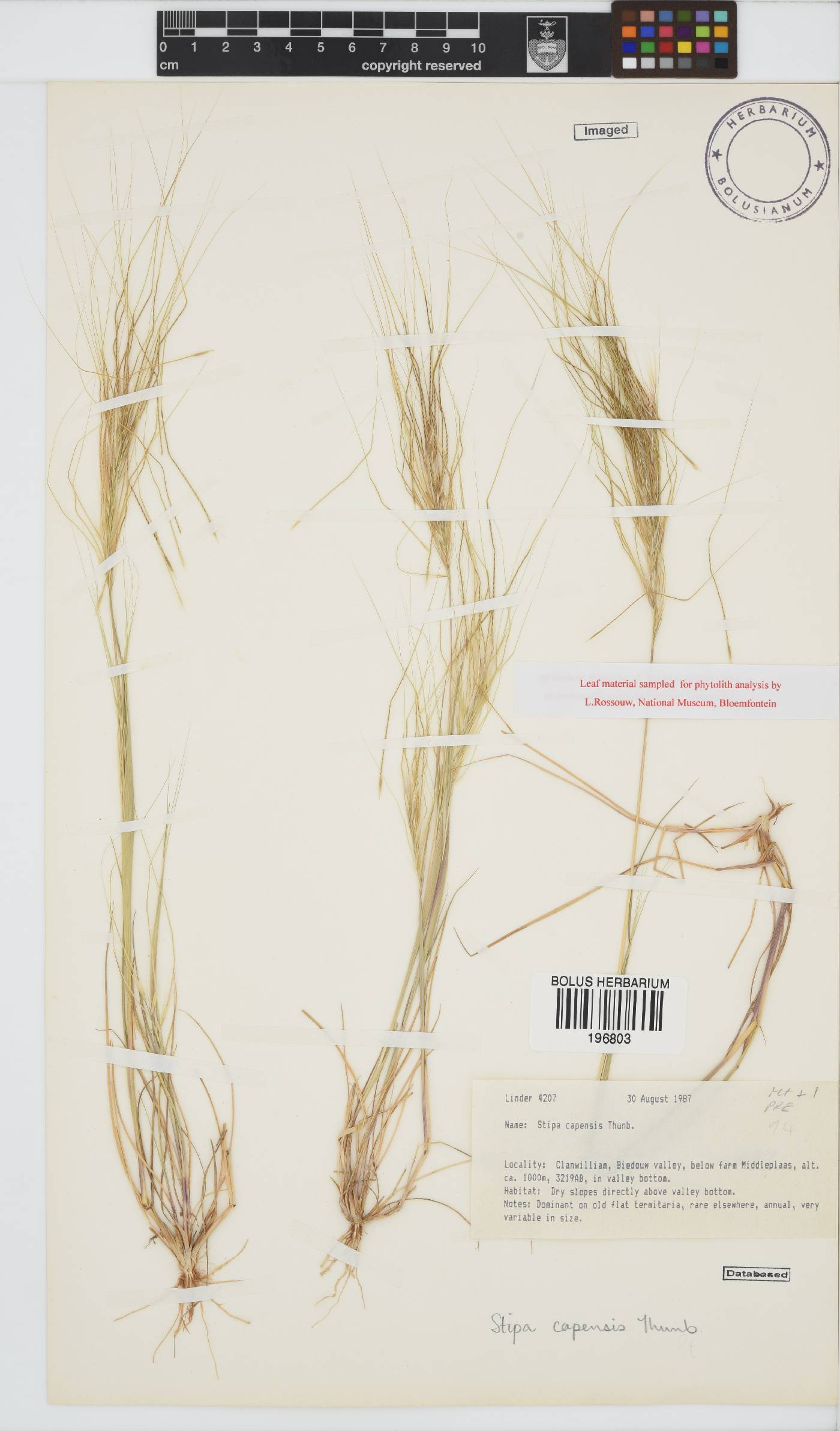 Stipa capensis image