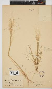 Stipa capensis image