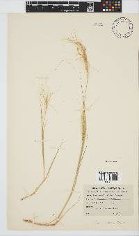 Stipa capensis image