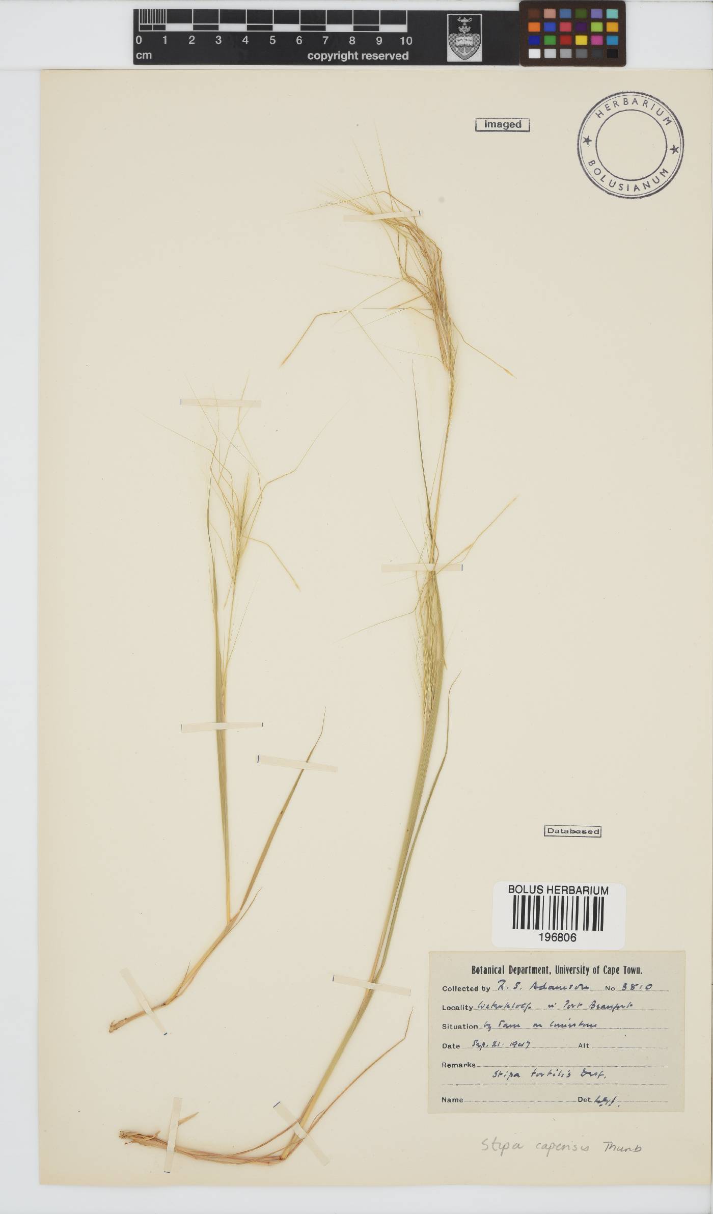 Stipa capensis image