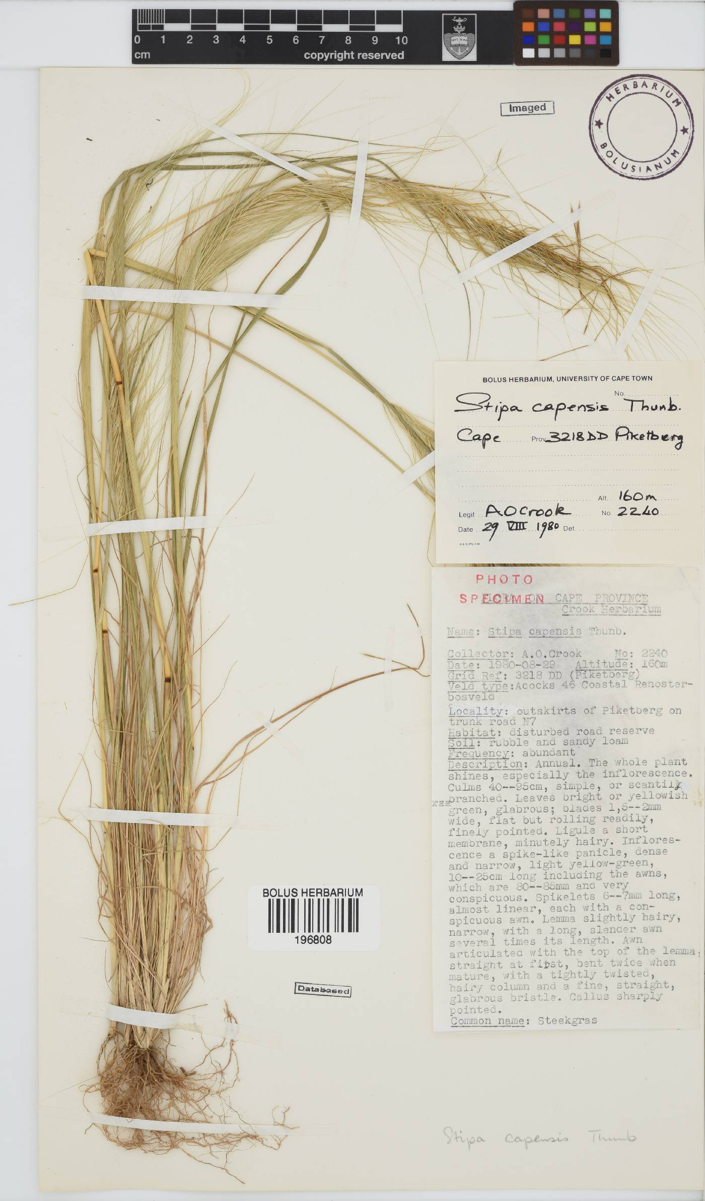 Stipa capensis image