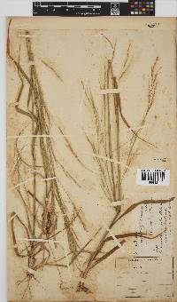 Stipa dregeana image