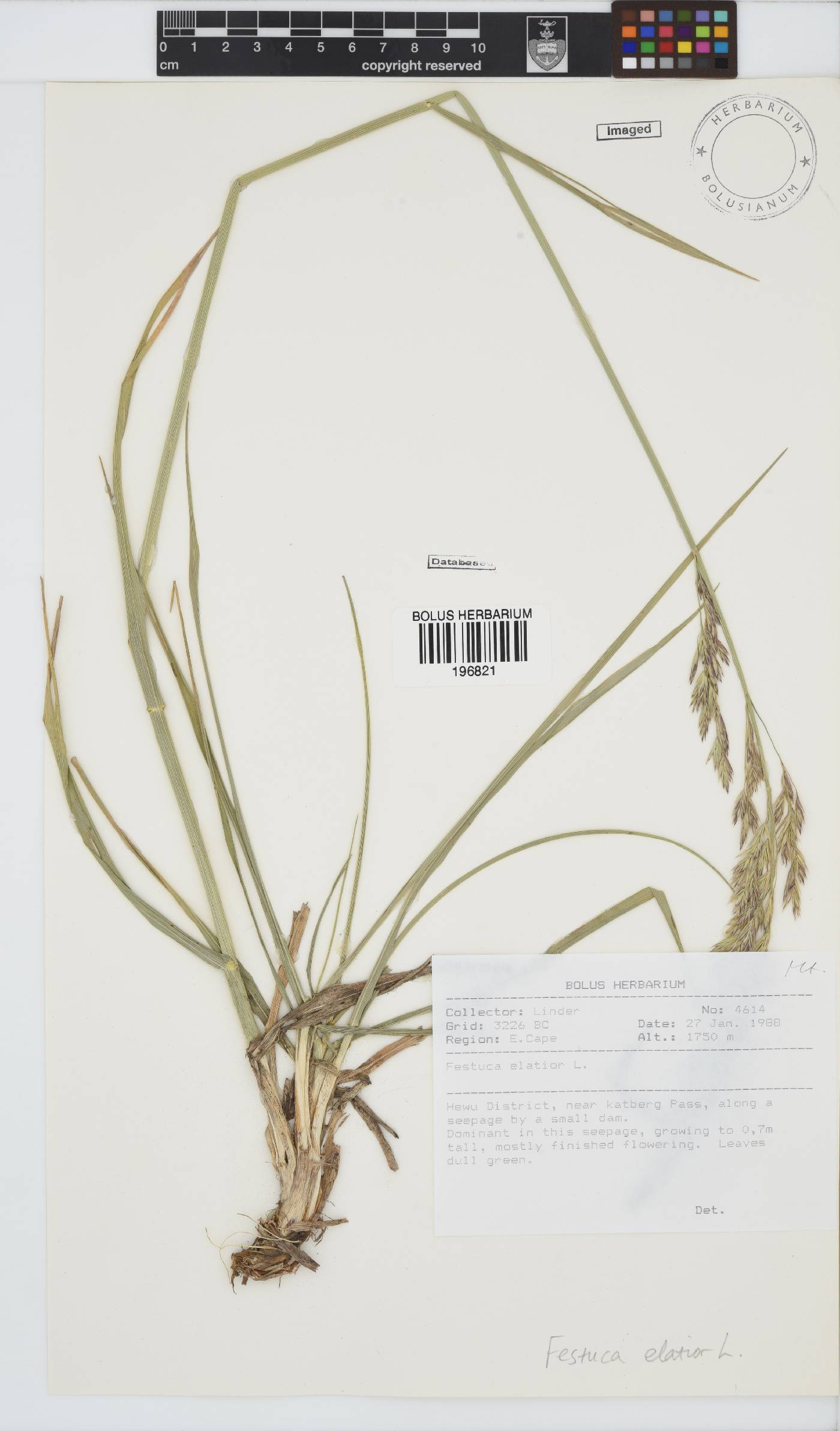 Festuca arundinacea image