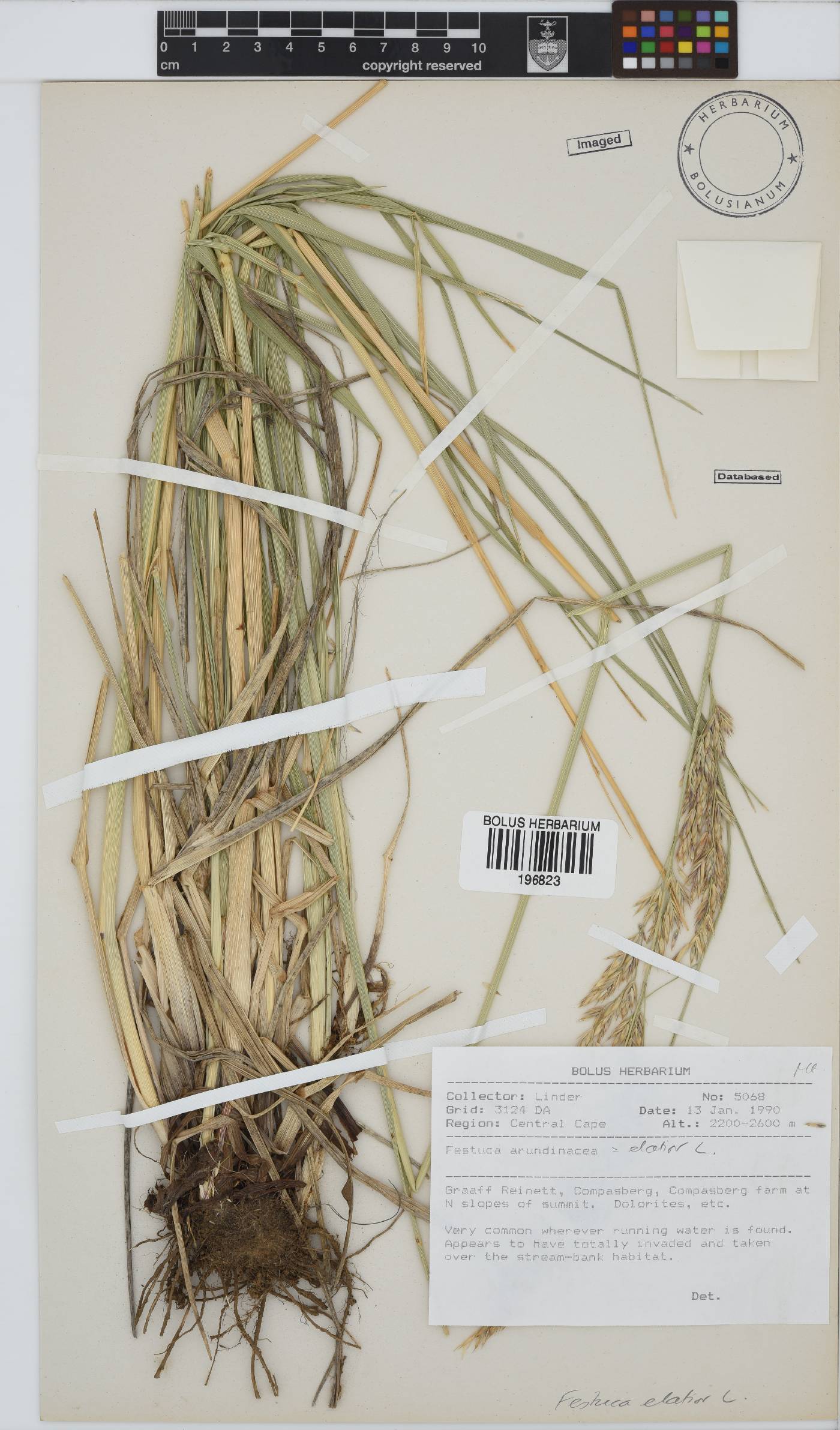 Festuca arundinacea image