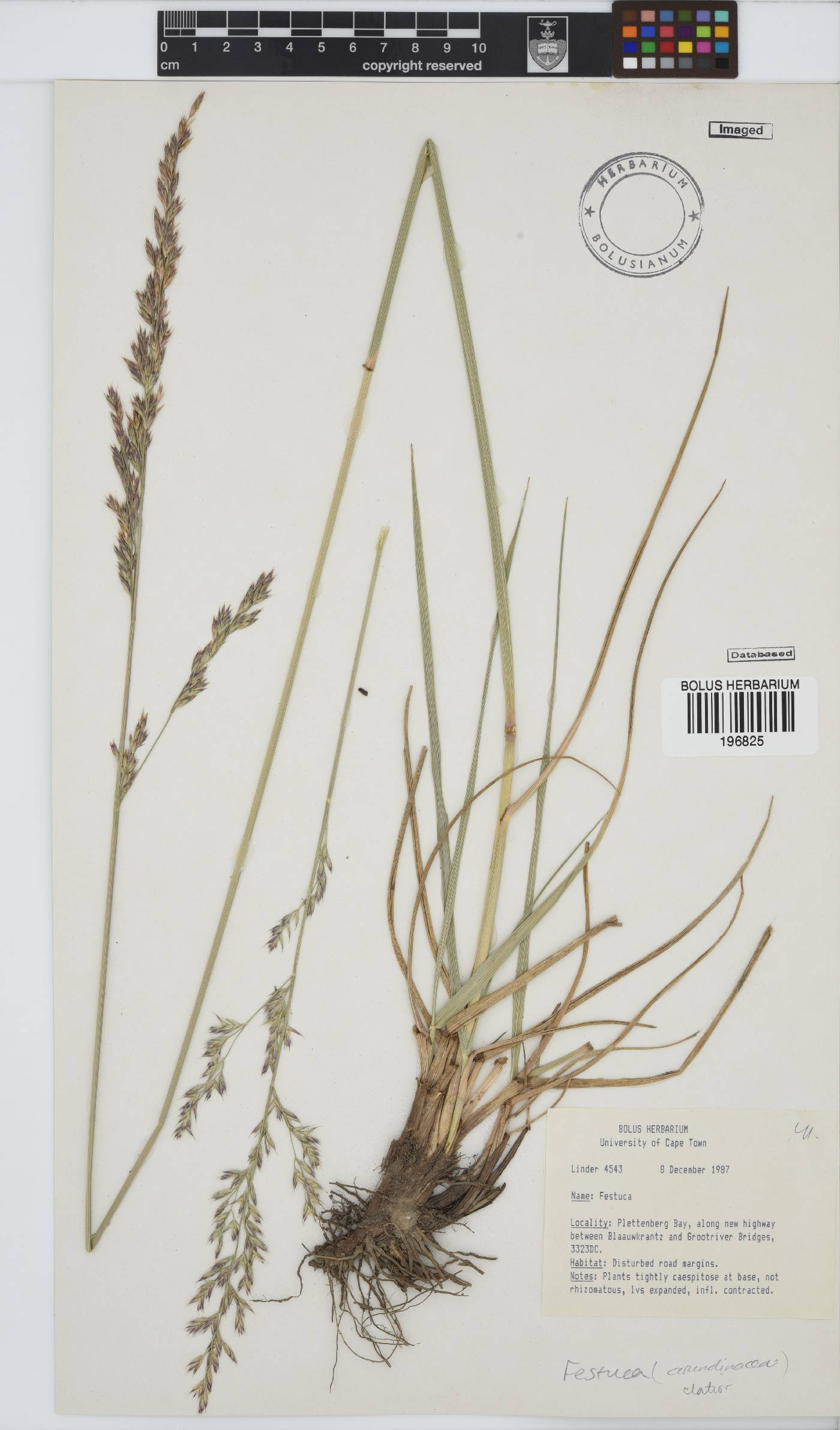 Festuca arundinacea image