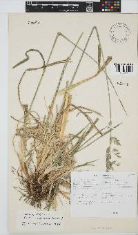 Festuca arundinacea image