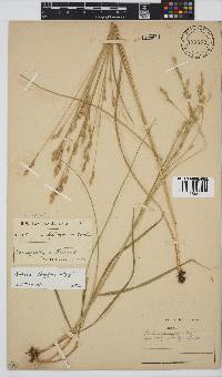 Festuca longipes image