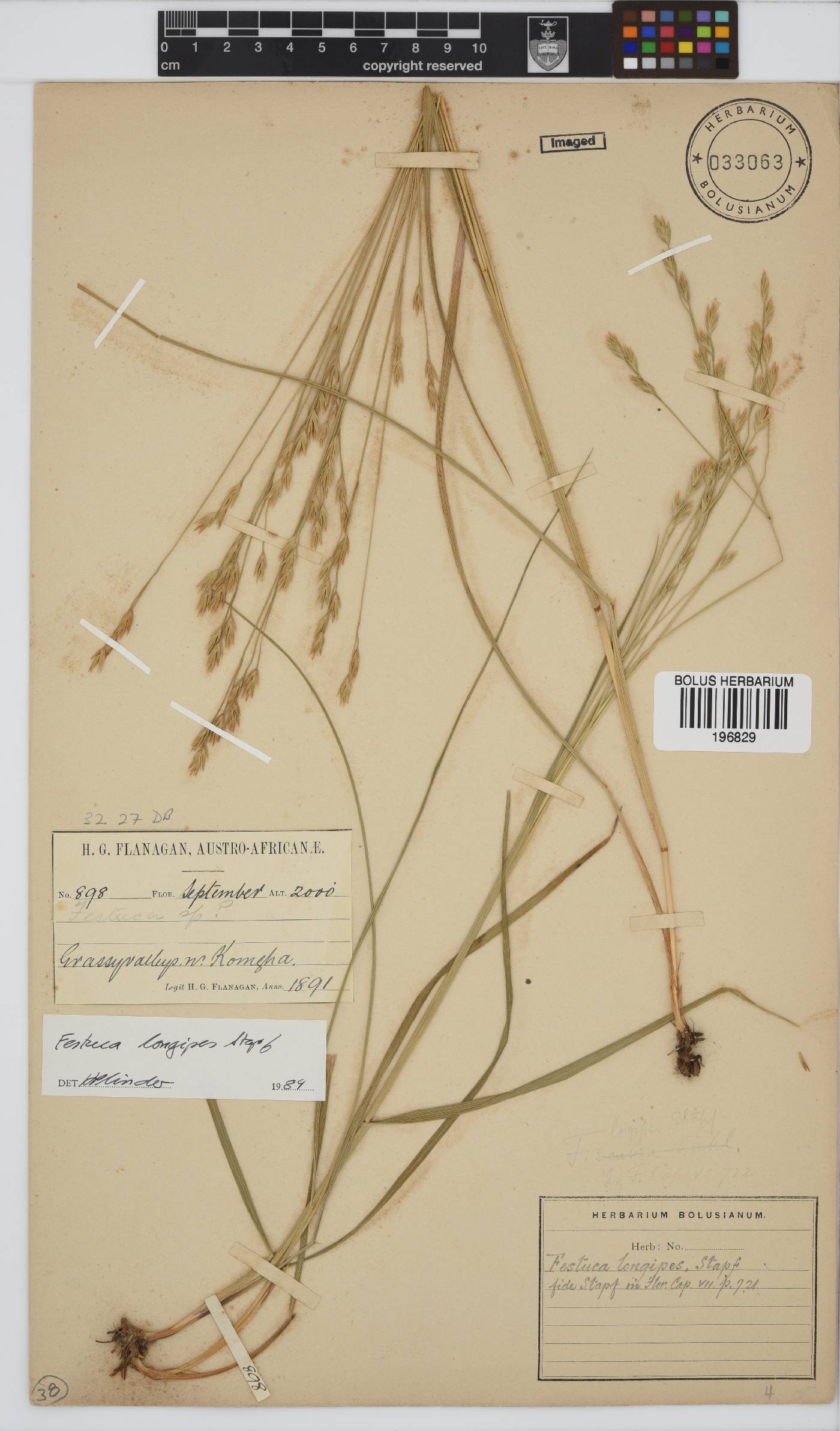 Festuca longipes image